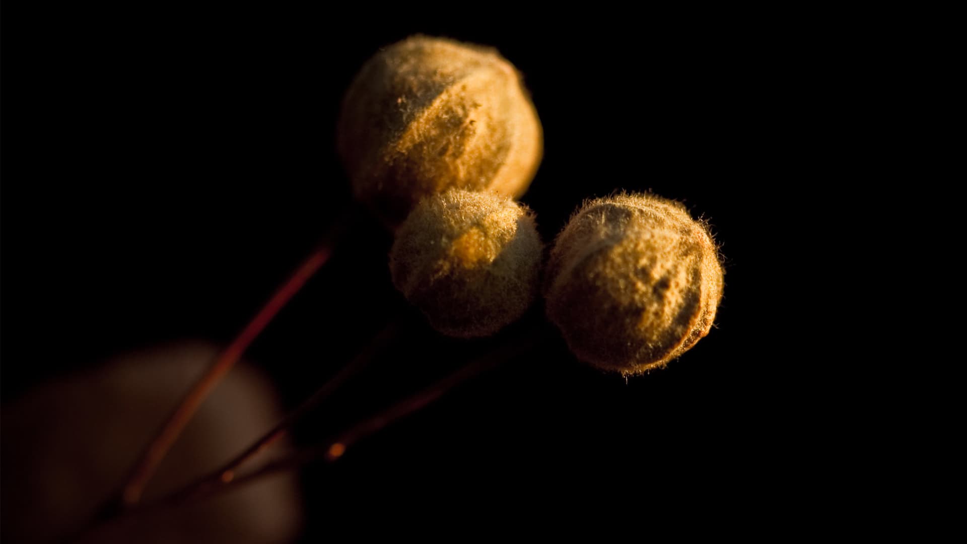 Photography — image 1